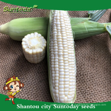 Suntoday sementes de hortaliças da tailândia / eua F1 comer fresco híbrido doce sementes de milho branco plantador reprodutor para venda (61002)